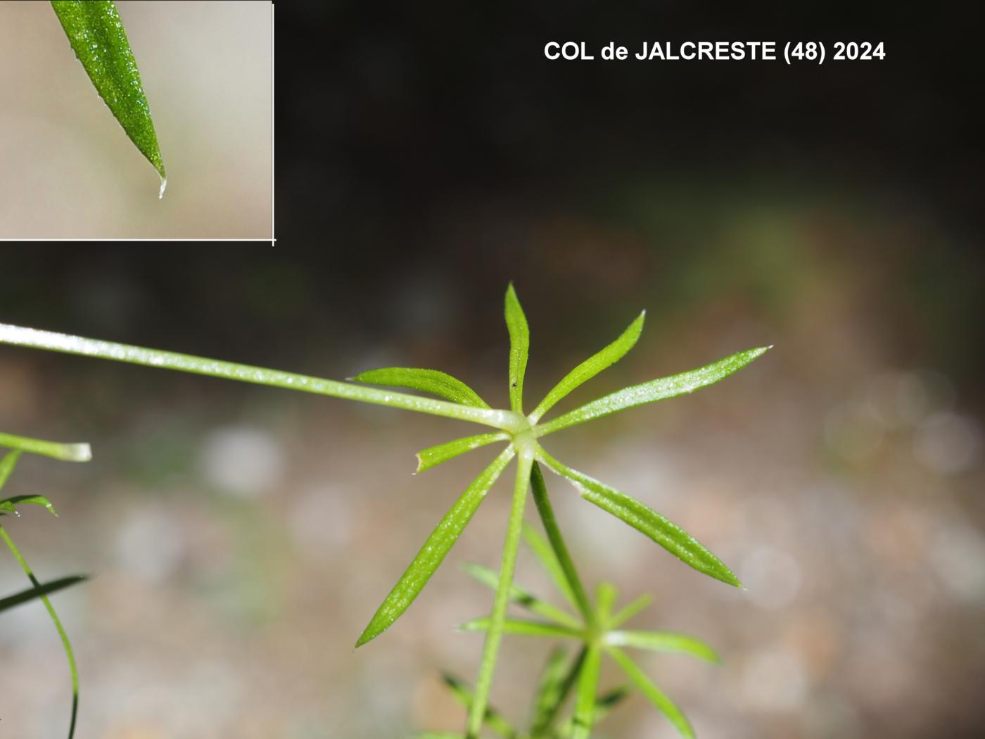 Bedstraw, Slender leaf